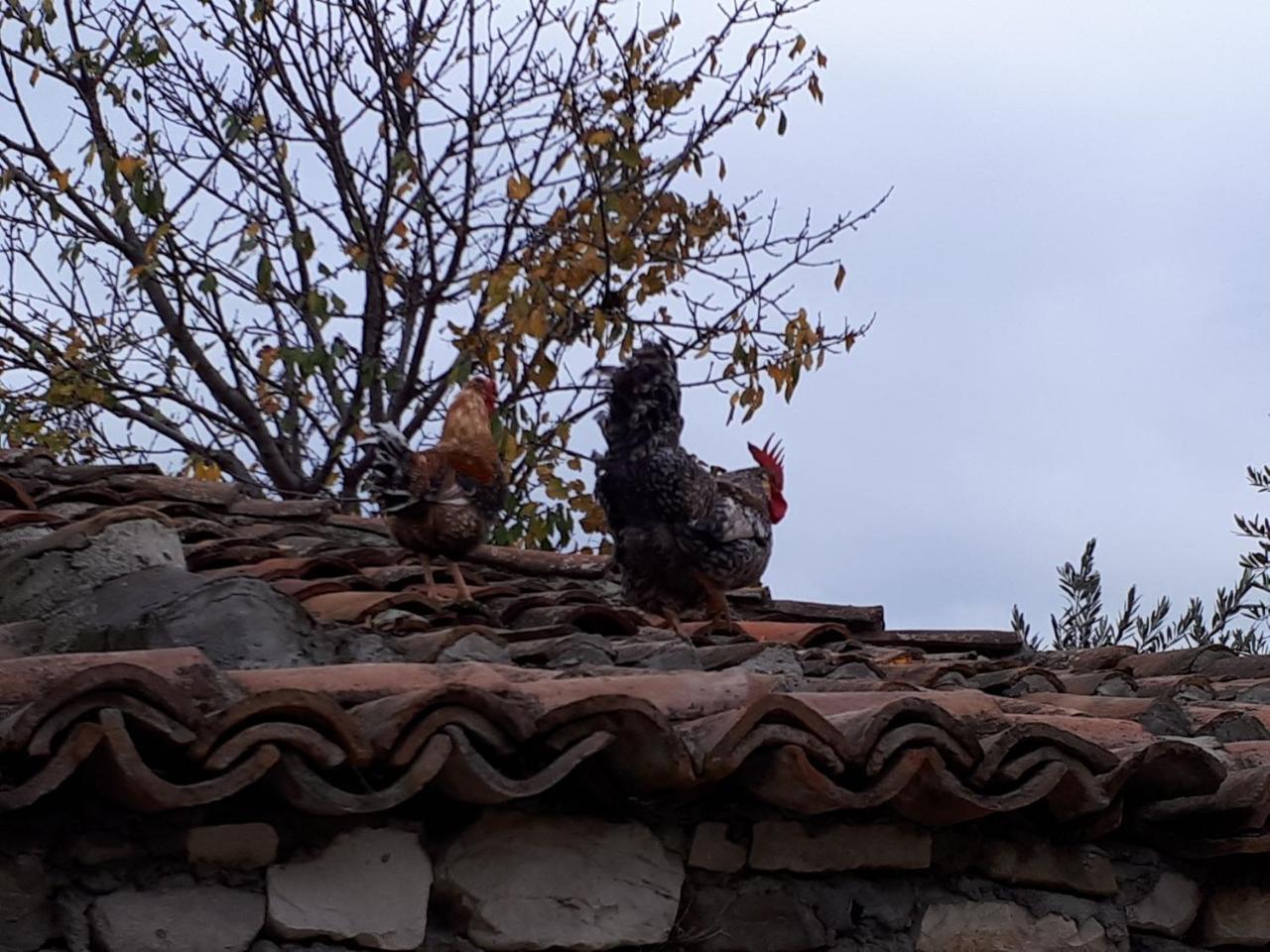 Hotel Omer The Ottoman House Berat Exterior photo